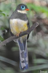Jurong Bird Park