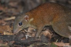 Tupaia glis