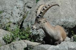 Capra ibex