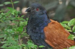 Centropodinae