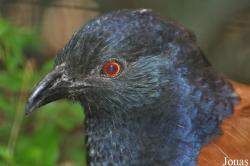 Jurong Bird Park