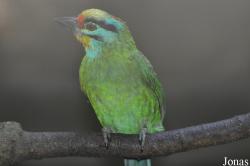 Jurong Bird Park