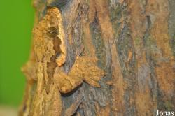 Butterfly Park & Insect Kingdom