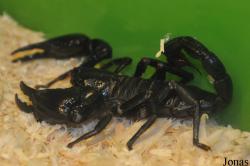 Heterometrus spinifer