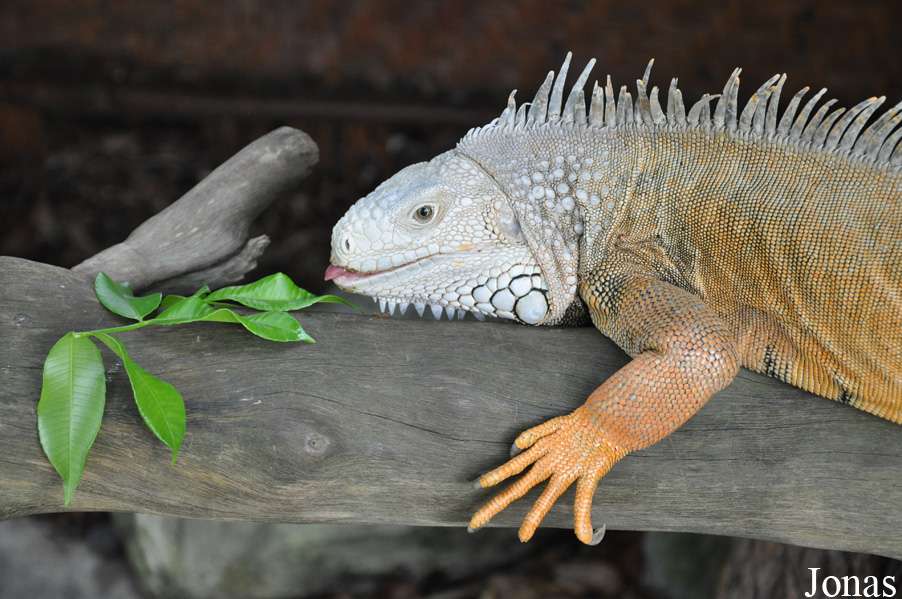 Animal Encounters