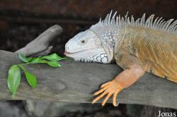 Animal Encounters