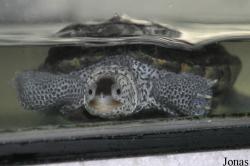 The Live Turtle & Tortoise Museum