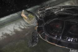 The Live Turtle & Tortoise Museum