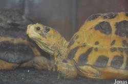 The Live Turtle & Tortoise Museum