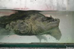 The Live Turtle & Tortoise Museum