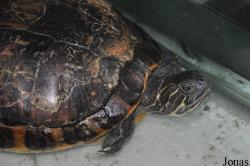 The Live Turtle & Tortoise Museum