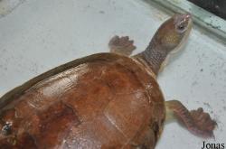 The Live Turtle & Tortoise Museum
