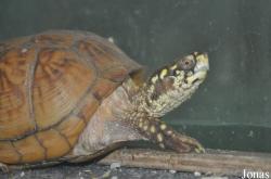 Terrapene ornata