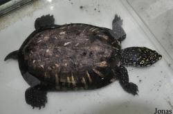The Live Turtle & Tortoise Museum