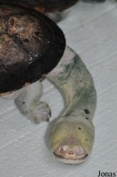 Hydromedusa tectifera