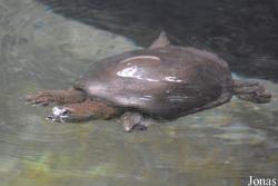 Lissemys punctata
