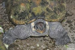 The Live Turtle & Tortoise Museum