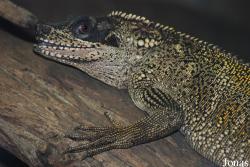 Hydrosaurus pustulatus
