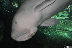Dugongidae