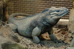 Cyclura cornuta