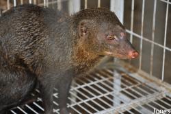Herpestes brachyurus