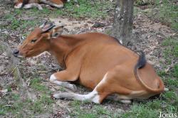 Zoo Negeri Johor