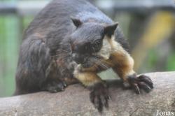 Ratufa bicolor
