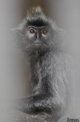 Presbytis femoralis