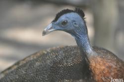 Argusianus argus