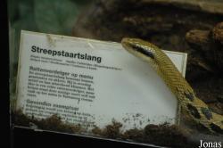 Artis