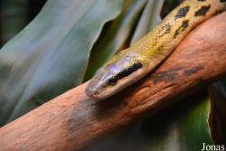 Orthriophis taeniurus