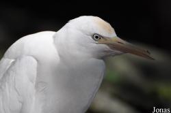 Bubulcus coromandus