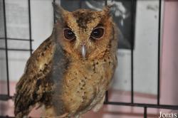 Otus lempiji