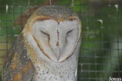 Tyto javanica