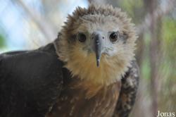 Haliaeetus leucoryphus