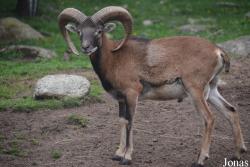 Mouflon méditerranéen