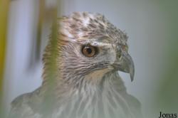Nisaetus limnaeetus