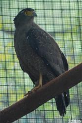 Spilornis cheela ricketti