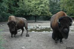 Bison bison