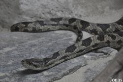 Elaphe vulpina