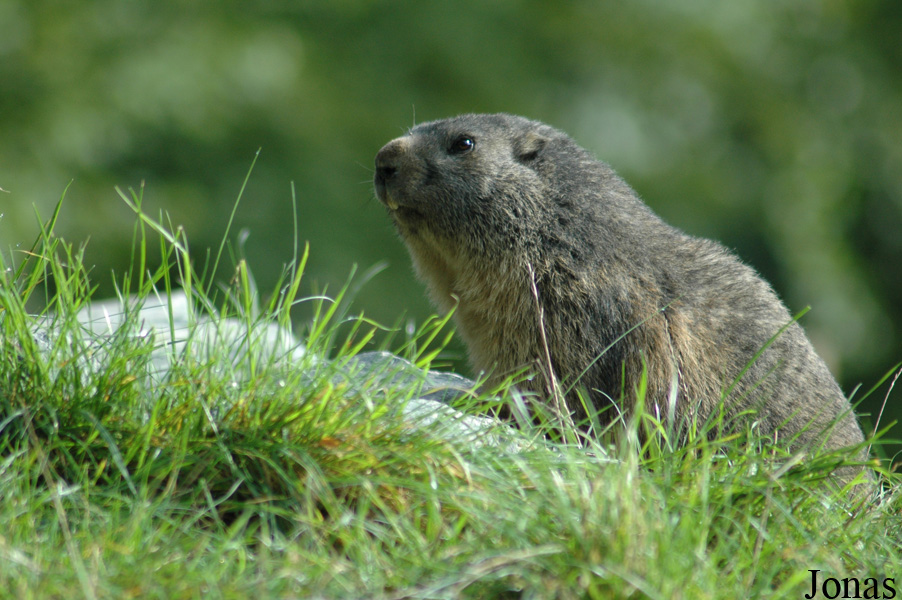 Parc Animalier de Sainte-Croix