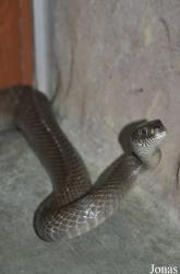Taman Rama-Rama & Reptilia Melaka