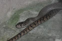 Taman Rama-Rama & Reptilia Melaka