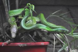 Taman Rama-Rama & Reptilia Melaka