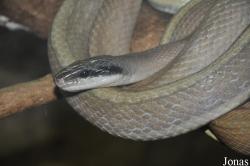 Orthriophis taeniurus ridleyi