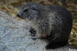 Marmota marmota