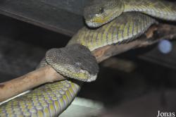 Taman Rama-Rama & Reptilia Melaka