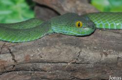 Trimeresurus popeorum
