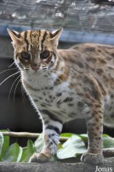 Zoo Melaka