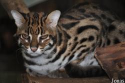 Zoo Melaka
